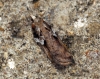 Acleris cristana 8