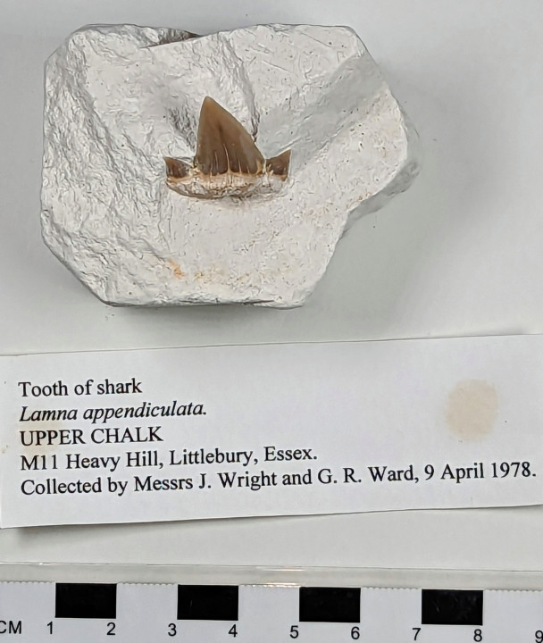 Tooth of shark Lamna appendiculata Copyright: William George