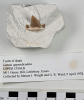 Tooth of shark Lamna appendiculata 