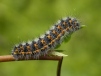 Emperor Moth (Caterpillar early instar) 