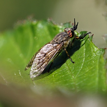 Notch-horned cleg Copyright: Geoff Vowles