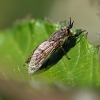 Notch-horned cleg