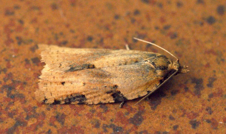 Cyclamen Tortrix (Clepsis spectrana) 2 Copyright: Ben Sale