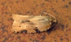 Cyclamen Tortrix (Clepsis spectrana) 2 Copyright: Ben Sale