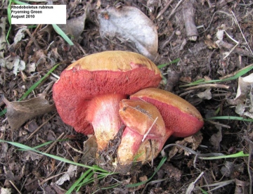 Chalciporus (Rubinoboletus) rubinus Copyright: Graham Smith