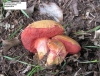 Chalciporus (Rubinoboletus) rubinus 