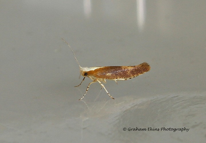 Argyresthia albistria 3 Copyright: Graham Ekins