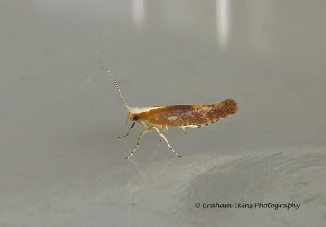 Argyresthia albistria 3 Copyright: Graham Ekins