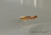 Argyresthia albistria 3