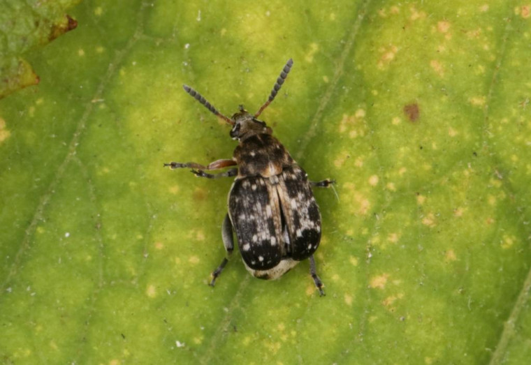 Bruchus rufimanus 3 Copyright: Peter Harvey