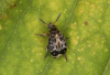 Bruchus rufimanus 3