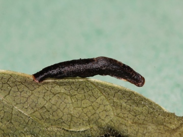 Coleophora conspicuella larval case on knapweed Copyright: Peter Furze