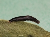 Coleophora conspicuella larval case on knapweed 