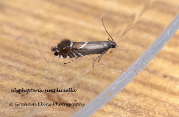 Glyphipterix simpliciella 4 Copyright: Graham Ekins