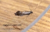 Glyphipterix simpliciella 4