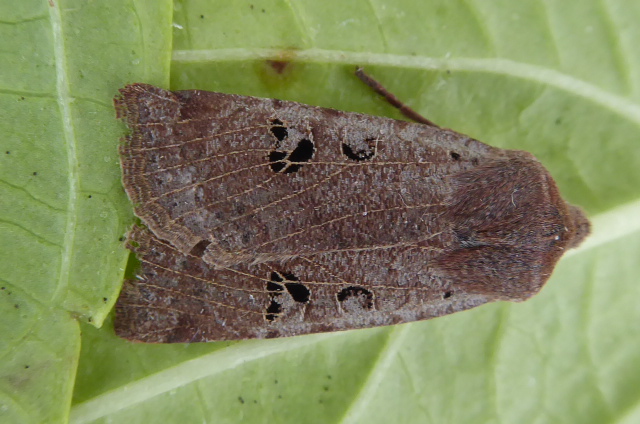 Black-spotted Chestnut Copyright: Ken Laban