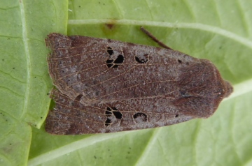 Black-spotted Chestnut Copyright: Ken Laban