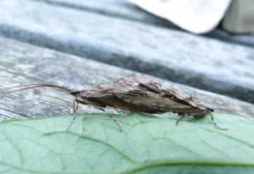 Caddis Fly Copyright: Graham Smith