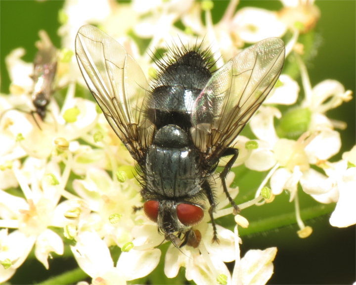 Epicampocera succincta male 20170804-8175 Copyright: Phil Collins