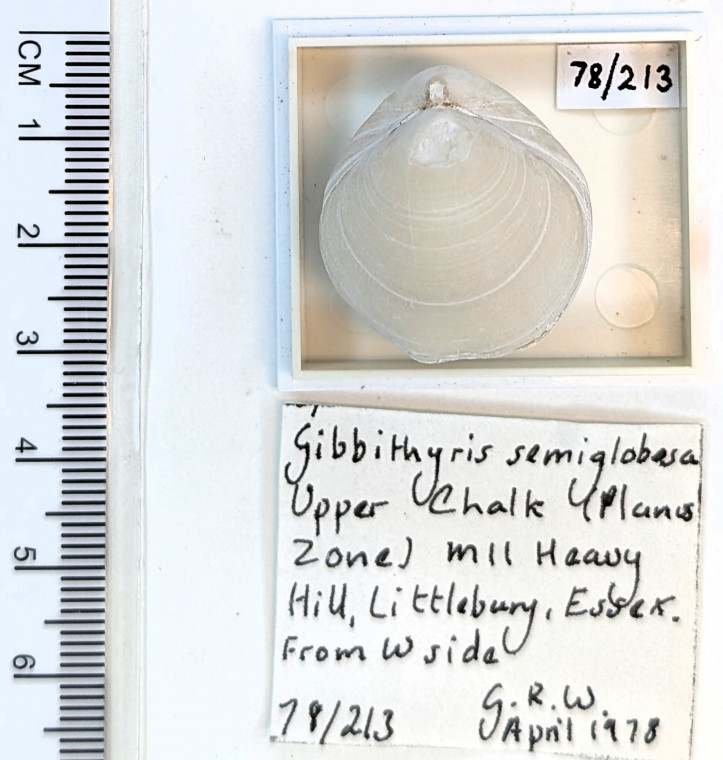 Brachiopod Gibbithyris semiglobosus Littlebury Heavy Hill 213 Copyright: Essex Field Club M11 1978