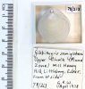 Brachiopod Gibbithyris semiglobosus Littlebury Heavy Hill 213 