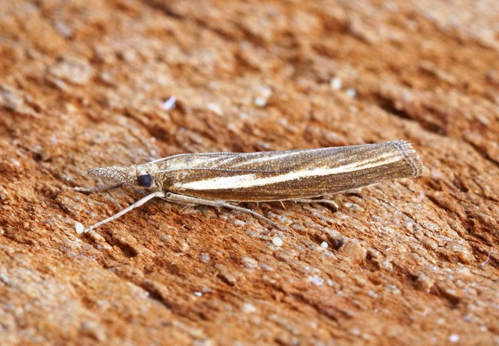 Agriphila tristella 1 Copyright: Ben Sale