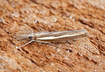 Agriphila tristella 1 Copyright: Ben Sale