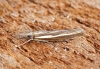 Agriphila tristella 1