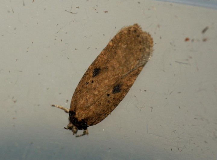 Agonopterix subpropinquella f.rhodochrella Copyright: Ben Sale