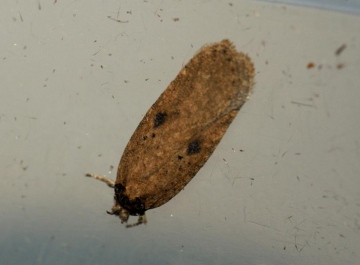 Agonopterix subpropinquella f.rhodochrella Copyright: Ben Sale