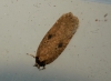 Agonopterix subpropinquella f.rhodochrella Copyright: Ben Sale