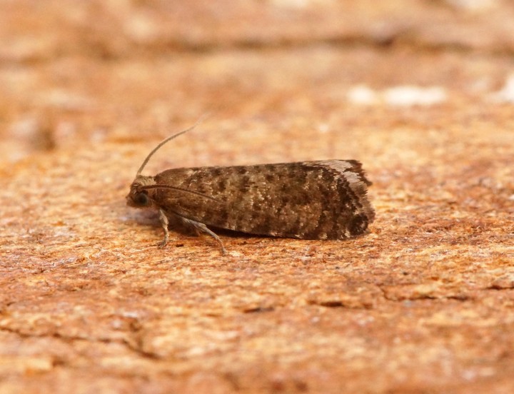 Epinotia nanana 1 Copyright: Ben Sale