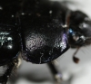 A stercorosus pronotum