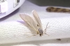 Water Veneer Moth 