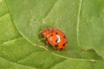 Subcoccinella vigintiquattuorpunctata Copyright: Peter Harvey