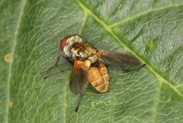 Clytiomya continua male Copyright: Peter Harvey