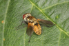 Clytiomya continua male 