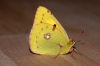Clouded Yellow 2 Copyright: Ben Sale