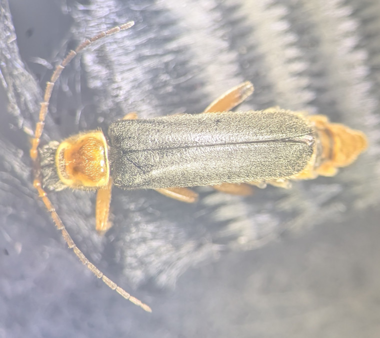 Cantharis nigricans Copyright: Robert Smith