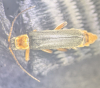 Cantharis nigricans 