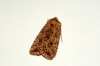 Dotted Chestnut 