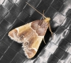 Meal Moth 14-08-2020