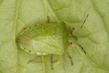 Nezara viridula Copyright: Peter Harvey