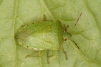 Nezara viridula Copyright: Peter Harvey