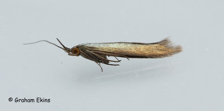 Coleophora amethystinella  2 Copyright: Graham Ekins