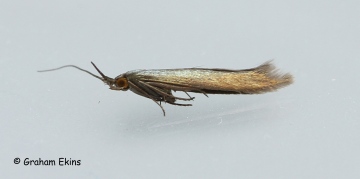 Coleophora amethystinella  2 Copyright: Graham Ekins