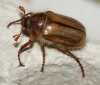 Amphimallon solstitiale