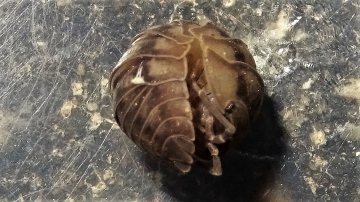 Pill woodlouse rolled up Copyright: Raymond Small
