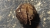 Pill woodlouse rolled up Copyright: Raymond Small