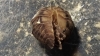 Pill woodlouse rolled up